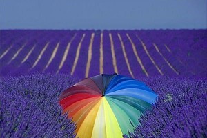 普罗旺斯是世界闻名的薰衣草故乡。