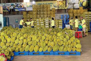 年初榴梿出口继续呈现许多正面迹象。