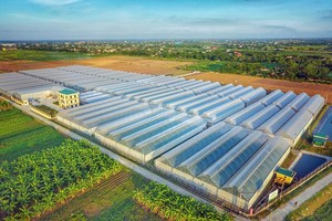 图为 Pan Farm子公司 Vinaseed 的种子苗圃。（图：Pan Farm）