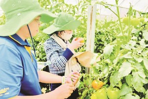 客户参观位于林同省洛阳县WinCommerce的WinEco番茄园。