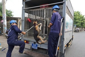 捕犬队人员正捕捉一只流浪狗。（图：明军）