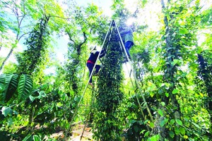 采摘胡椒者面对不少风险。