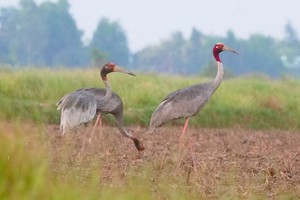 丹顶鹤飞临坚江省富美保存区