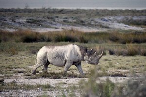 一头犀牛在旷野上寻觅。（示意图：AP）