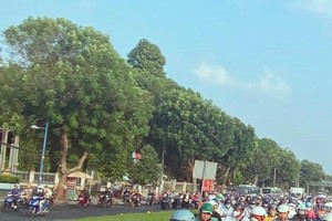 为地铁2号线建设项目移交场地，新富郡长征街上沿路的一排排绿树将被搬迁或砍伐。（图：俊杰）