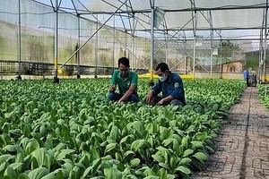 巴地－头顿省某农业合作社。