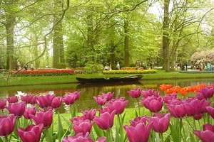 库肯霍夫花园的美景。