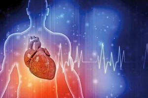 利用干细胞培养心肌细胞推进心臟再生治疗