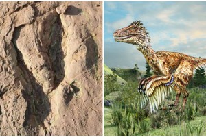 中国科学家发现世界最大恐爪龙类足迹