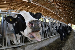 美国威斯康星州一家奶牛农场。（示意图：新华社）