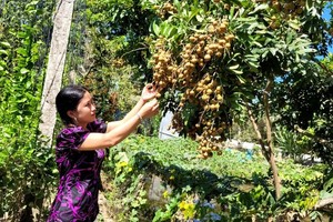前江水果产量与价值随着出口激增