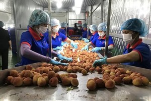 红龙公司工人对出口日本的荔枝进行分类。（图：越通社）