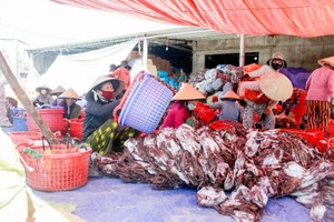 广义省渔民喜迎鱿鱼大丰收