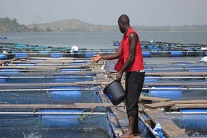 水产养殖为解决全球饥饿问题提供希望。（示意图：互联网）