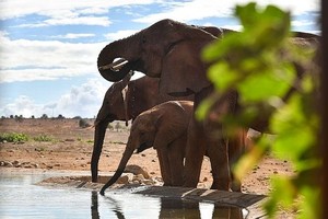 2023年10月28日，大象在肯尼亚塔伊塔-塔韦塔郡泰塔山野生动物保护区内活动。（图：新华社）