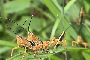 高平省的黄脊竹蝗。（图：越通社）