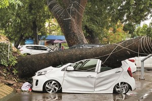 海防市青少年文体宫的翻根大树把轿车压扁。