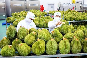 榴梿成为农产品出口亮点。