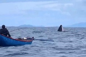 在礁岬海域出现的鲸鱼。（图：H.Đ）