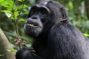 黑猩猩会进食无花果。（示意图：互联网）