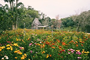 李海为电影《翻脸7：一个愿望》专门建造一个七彩菊花海。
