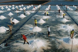 薄寮盐业盛会将于年底举办。