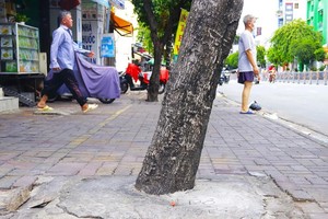 阮泰山街一棵绿树的树根被混凝土密封。