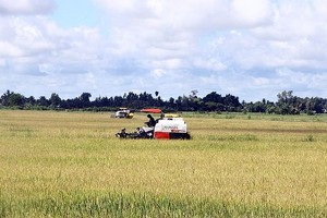 滀臻省盛治县农民下田收获稻米。（图：越通社）