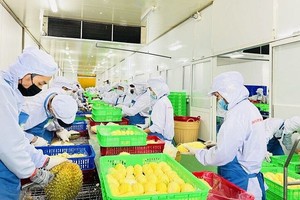 越南冷冻榴梿生产线。（图：明河）