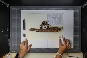 新加坡植物园将植物标本数码化。（图：互联网）