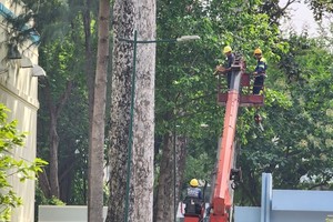 工作人员正在修剪和整理骚坛公园里的树木。（图：廷文）