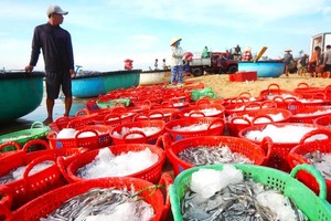 一名渔民捕捞到大量的凤尾鱼。（图：阮进）