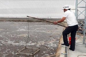 温棚养虾场年收入数十亿元