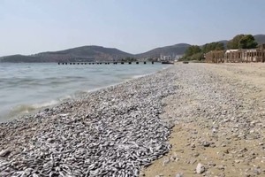 逾百吨死鱼「堵塞」希腊港口