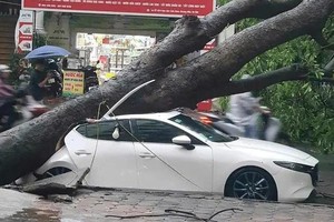 一棵大树被大风刮倒，连根拔起砸中一辆汽车。（图：阮胜）