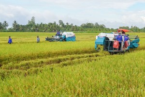 滀臻省百万公顷优质水稻试行田一隅。（图：芳英）