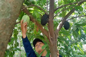 平福省的农民在腰果及咖啡园间种可可树。（图：越通社）