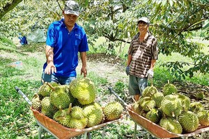 德乐省克融帕县果农收成榴槤。（图：V.C）