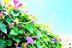 篱笆院落牵牛花