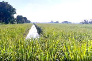 前江省新富东县种香茅脱贫