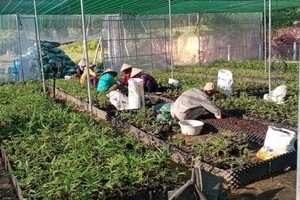 竹苗栽培。（图：互联网）