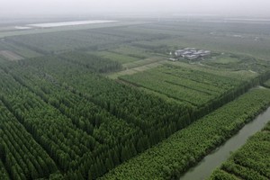 中国森林覆盖率已超过 25%。（图：互联网）