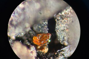 从MeBo岩芯PS104_20-2 9R沉积物中的褐煤中提取的约70微米琥珀的宏观照片。 （图：阿尔弗雷德-魏格纳研究所）