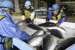 渔民分拣卸货的寒鰤。（图：共同社）