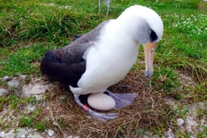 智能尽管年事已高，仍然精力充沛。（图：互联网）