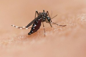 伊蚊可传播基孔肯雅、登革热和寨卡等疾病。（图：WHO）