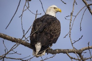 一只白头海雕落在树上。（图：互联网）