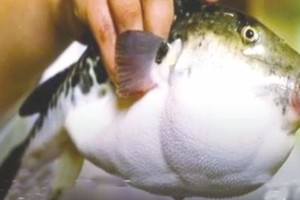 食河豚5人伤亡