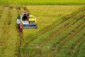后江省渭水县农民提早收获冬春造水稻。（图：越通社）