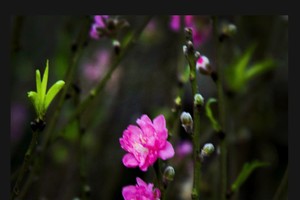 春艳 - 刘佩欐摄